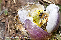 Erzfarbene Düstersandbiene (Andrena nigroaenea) in Frühlings-Anemone (Pulsatilla vernalis) (F182086)