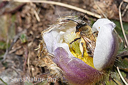 Erzfarbene Düstersandbiene (Andrena nigroaenea) an Frühlings-Anemone (Pulsatilla vernalis) (F182089)