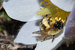 Erzfarbene Düstersandbiene (Andrena nigroaenea) an Frühlings-Anemone (Pulsatilla vernalis) (F182093)