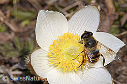 Mistbiene (Eristalis tenax) auf Frühlings-Anemone (Pulsatilla vernalis) (F182100)