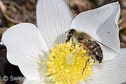 Mistbiene (Eristalis tenax) auf Frühlings-Anemone (Pulsatilla vernalis) (F182103)