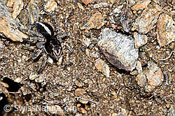 F182108: V-Fleck-Springspinne (Aelurillus v-insignitus)