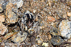 V-Fleck-Springspinne (Aelurillus v-insignitus) (30.05.2021, F182110)