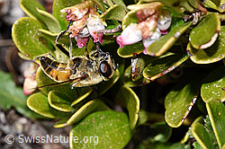 Mistbiene (Eristalis tenax) an Immergrüner Bärentraube (Arctostaphylos uva-ursi) (30.05.2021, F182117)