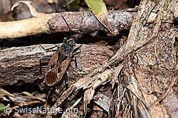 Rhyparochromus pini (Wanze) (30.05.2021, F182126)
