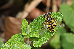 Totenkopfschwebfliege (Myathropa florea) (12.06.2021, F182738)