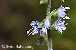 Gebräuchlicher Ehrenpreis (Veronica officinalis) (12.06.2021, F182745)