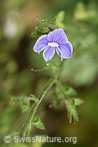 Gamander-Ehrenpreis (Veronica chamaedrys) (12.06.2021, F182755)