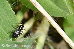 Heliophanus cupreus (12.06.2021, F182773)
