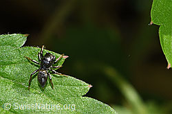 Heliophanus cupreus (12.06.2021, F182776) Heliophanus cupreus (12.06.2021, F182776)