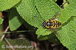 Totenkopfschwebfliege (Myathropa florea) (F182795)