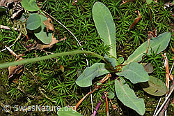 Geöhrtes Habichtskraut (Hieracium lactucella) (F182801)