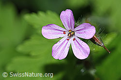 Ruprechtskraut (Geranium robertianum) (12.06.2021, F182818)