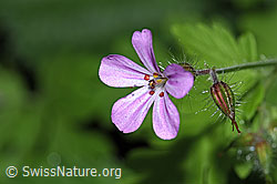 Ruprechtskraut (Geranium robertianum) (F182819)