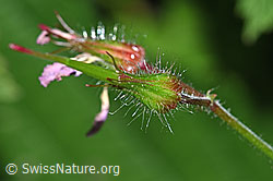 Ruprechtskraut (Geranium robertianum) (F182820)