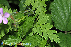 Ruprechtskraut (Geranium robertianum) (F182822)