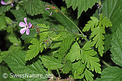 Ruprechtskraut (Geranium robertianum) (12.06.2021, F182823)