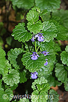 Gemeine Gundelrebe (Glechoma hederacea) (12.06.2021, F182825)