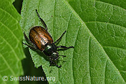Gartenlaubkäfer (Phyllopertha horticola) (F182843)