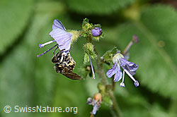Dunkelgrüne Schmalbiene (Lasioglossum morio) auf Gebräuchlichem Ehrenpreis (Veronica officinalis)