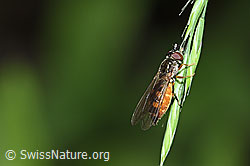 Matte Schwarzkopfschwebfliege (Melanostoma scalare) (12.06.2021, F182862)