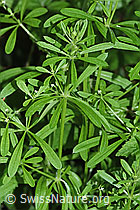 Kletten-Labkraut (Galium aparine) (12.06.2021, F182882)