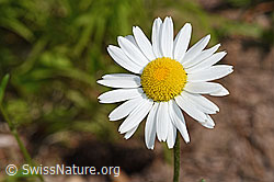 Gewöhnliche Wiesen-Margerite (Leucanthemum vulgare) (F182889) Gewöhnliche Wiesen-Margerite (Leucanthemum vulgare) (F182889)