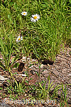 Gewöhnliche Wiesen-Margerite (Leucanthemum vulgare) (F182897) Gewöhnliche Wiesen-Margerite (Leucanthemum vulgare) (F182897)