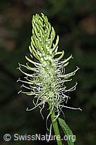 Ährige Rapunzel (Phyteuma spicatum) (F182902) Ährige Rapunzel (Phyteuma spicatum) (F182902)