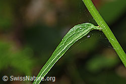 Ährige Rapunzel (Phyteuma spicatum) (F182903) Ährige Rapunzel (Phyteuma spicatum) (F182903)