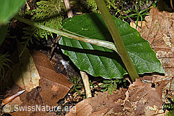 Ährige Rapunzel (Phyteuma spicatum) (F182908) Ährige Rapunzel (Phyteuma spicatum) (F182908)