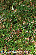 Ährige Rapunzel (Phyteuma spicatum) (F182911) Ährige Rapunzel (Phyteuma spicatum) (F182911)