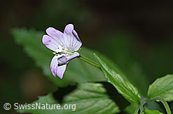 Berg-Weidenröschen (Epilobium montanum) (F182939) Berg-Weidenröschen (Epilobium montanum) (F182939)