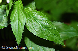 Berg-Weidenröschen (Epilobium montanum) (F182940) Berg-Weidenröschen (Epilobium montanum) (F182940)