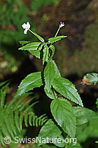 Berg-Weidenröschen (Epilobium montanum) (F182942) Berg-Weidenröschen (Epilobium montanum) (F182942)
