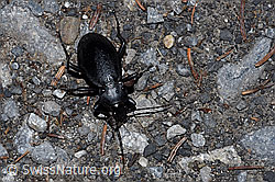 Foto: Lederlaufkäfer (Carabus coriaceus)