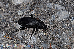 Foto: Lederlaufkäfer (Carabus coriaceus)
