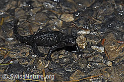 Foto: Alpensalamander (Salamandra atra)