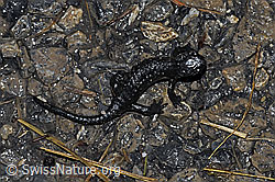 Foto: Alpensalamander (Salamandra atra)