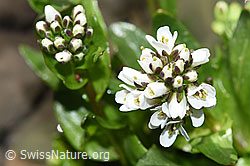 Bach-Gänsekresse (Arabis subcoriacea) (F183287) Bach-Gänsekresse (Arabis subcoriacea) (F183287)