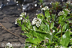 Bach-Gänsekresse (Arabis subcoriacea) (F183290) Bach-Gänsekresse (Arabis subcoriacea) (F183290)