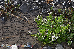 Bach-Gänsekresse (Arabis subcoriacea) (F183291) Bach-Gänsekresse (Arabis subcoriacea) (F183291)