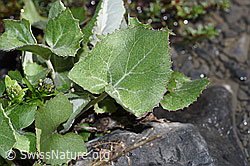Tussilago farfara (F183292)