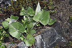 Tussilago farfara (F183293)