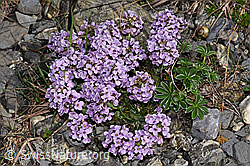 Kriechendes Täschelkraut (Thlaspi rotundifolium) (F183333) Kriechendes Täschelkraut (Thlaspi rotundifolium) (F183333)