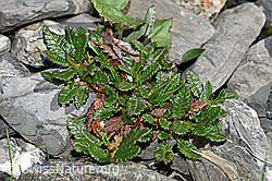 F183359: Silberwurz (Dryas octopetala)
