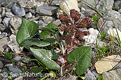 Alpen-Pestwurz (Petasites paradoxus) (F183363)