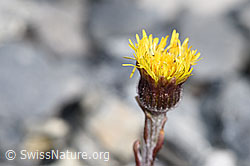 Huflattich (Tussilago farfara) (F183364) Huflattich (Tussilago farfara) (F183364)