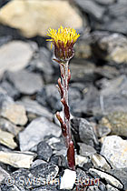 Huflattich (Tussilago farfara) (F183365) Huflattich (Tussilago farfara) (F183365)