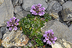 Kriechendes Täschelkraut (Thlaspi rotundifolium) (06.2021, F183378)